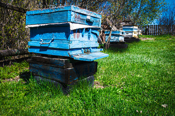 Fototapeta na wymiar Blue hives with bees stand in a row in the garden. Beekeeping, apiary, bees make honey, beekeeping, life in the village. Rural landscape, nature outside the city