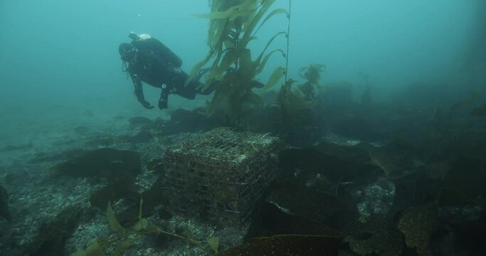 Scuba diver swims by row of abalone nursery blocks.