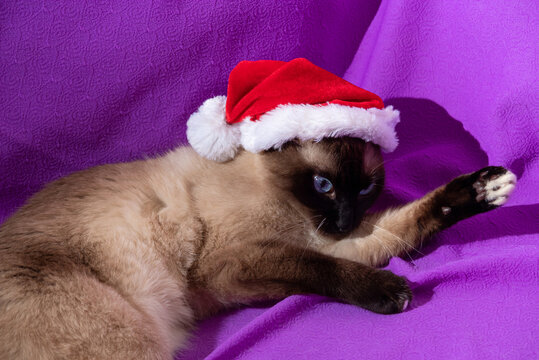 Cat is lying with Santa's hat on his head. Christmas holidays. Selective focus. Image for articles about animals, new year.