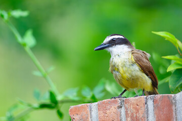 Closeup of a great Kiskadee (Pitangus sulphuratus) perching with green background.