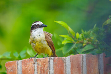 Closeup of a great Kiskadee (Pitangus sulphuratus) perching with green background.