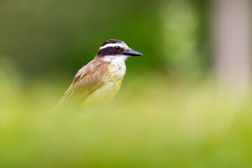 Closeup of a great Kiskadee (Pitangus sulphuratus) perching with green background.