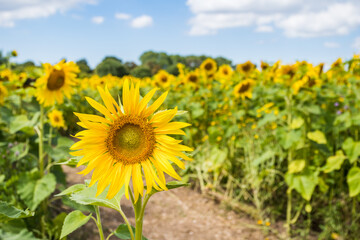 Vibrant sunflowers in a field