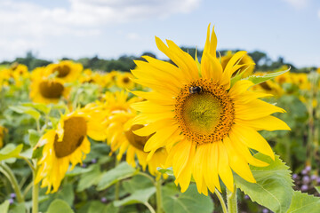 Obraz premium Sunflowers reaching to the sky