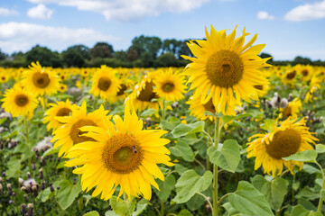 Sunflowers up close