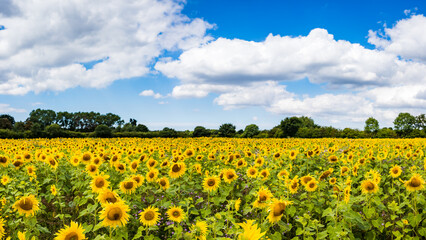 Obraz premium Sunflower field panorama