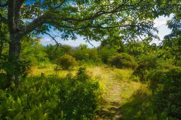 Fototapeta premium Black Balsam and Graveyard Fields in Pisgah National Forest on the Blue Ridge Parkway
