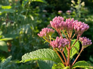 Fleurs sauvages roses en grappe dans un champ. Plan rapproché de bourgeons mauves pâles et de plantes vertes dans la nature.