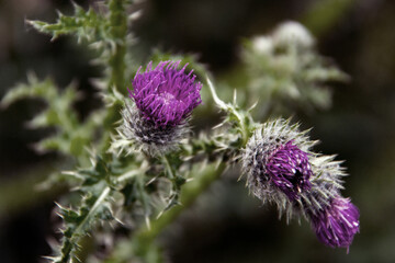 Silybum marianum is a species of thistle. It has names including milk thistle, blessed milkthistle, Marian thistle, Mary thistle, Saint Mary's thistle, Mediterranean milk thistle, variegated thistle, 