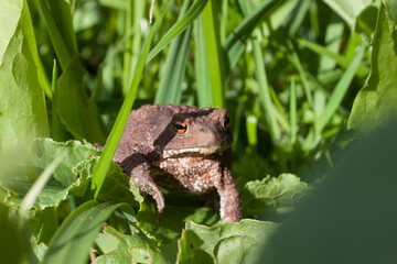 An ordinary frog in its natural habitat.