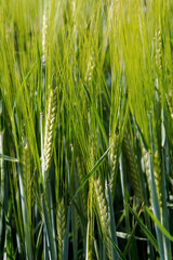 Wheat touching and growing in an East Hertfordshire field, ready for its July harvest