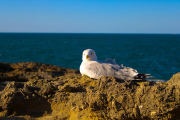Mouette posée sur un rocher au bord de l'océan