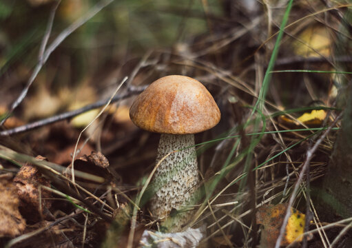 Edible Birch mushroom in the forest close up. Rough boletus or leccinum scabrum, brown cap boletus.