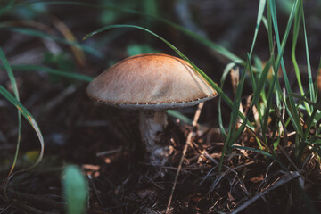 Leccinum scabrum or rough boletus close up. Birch mushroom in the forest.