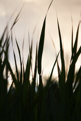 Green grass background in sunlight. Bright bokeh. Soft focus.
