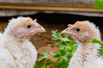 Turkey cubs. Little turkeys. Feeding and caring for birds.