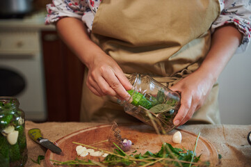 Cropped view of a housewife in chef's apron, filling sterilized glass jar with dill leaves while pickling cucumbers in home kitchen. Autumn canning of seasonal vegetables for the winter