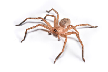 Closeup picture of a female of the brown Mediterranean huntsman spider Olios argelasius (Araneae:...