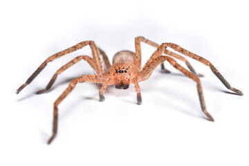 Closeup picture of a female of the brown Mediterranean huntsman spider Olios argelasius (Araneae: Sparassidae) from Italy photographed on white background.