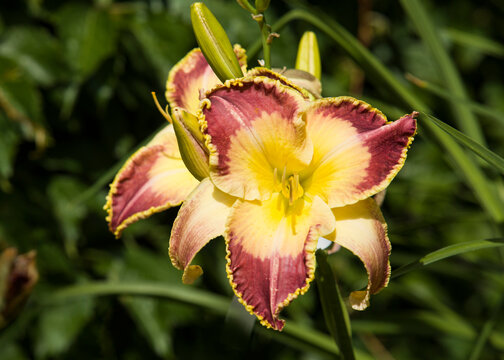 Daylily - a purple flower with a diameter of 10 cm, a yellow throat, a dark eye. Medium early variety. Flowering in June-July. Photo for wallpaper or postcard, close-up
