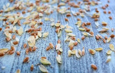 Ears with seeds of wheat and rye