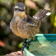 The chalk-browed mockingbird is a bird in the family Mimus saturninus. It is found in Brazil