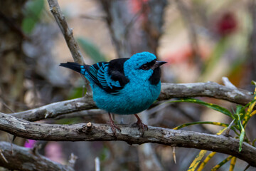 Blue Bird. The blue dacnis or turquoise honeycreeper (Dacnis cayana) is a small passerine bird