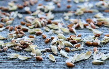 Ears with seeds of wheat and rye