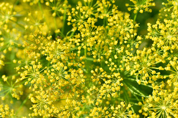 Yellow dill flowers close-up. Macrophotography of yellow dill flowers.