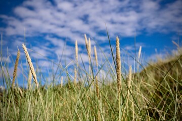 Dänemark an der Nordsee mit Strand, Dünen und Landschaft