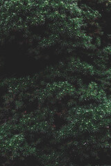 Natural background, textural branches of a coniferous tree.
