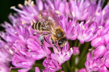 Biene makro auf lila Blüten