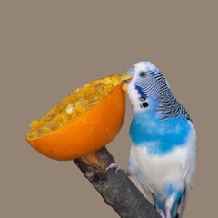 budgies