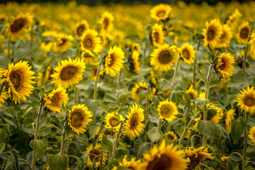 field of sunflowers in summer