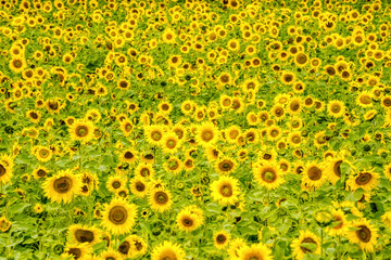field of sunflowers in summer