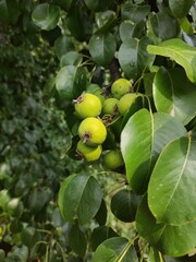 green pears on a tree