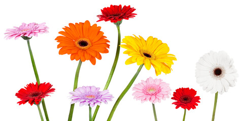 Gerbera daisies in bright colors - Powered by Adobe