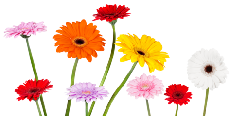 Gerbera daisies in bright colors