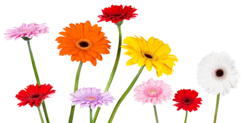 Zelfklevend Fotobehang Gerbera daisies in bright colors © Jo Ann Snover
