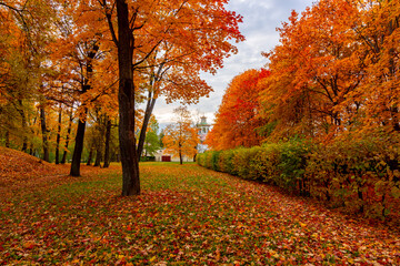 Autumn foliage in Alexander park, Tsarskoe Selo (Pushkin), Saint Petersburg, Russia