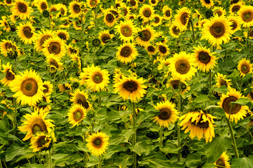 sunflower field