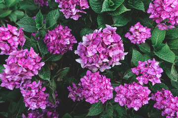Close-up, pink flowers on a bush, natural background.