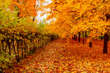 Alexander park in autumn, Pushkin (Tsarskoe Selo), St. Petersburg, Russia
