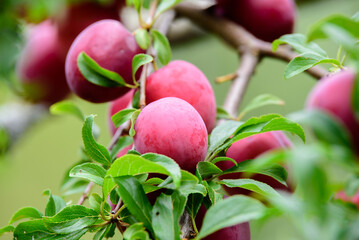 beautiful dark red plums on a branch of a tree with green leaves on a cloudy summer day