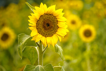 sunflower field in summer