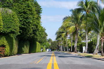 empty way with yellow marking and palm trees on avenue