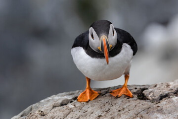 Fototapeta premium Papageientaucher auf der Vogelinsel Hornøya