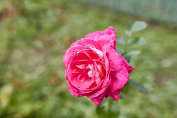 A red rose bloomed in the garden.