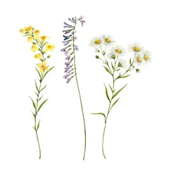 Fototapeta na wymiar tender wildflowers, watercolor illustration set.