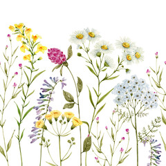 Fototapeta na wymiar seamless border of wild flowers and plants on a white background, watercolor illustration. 